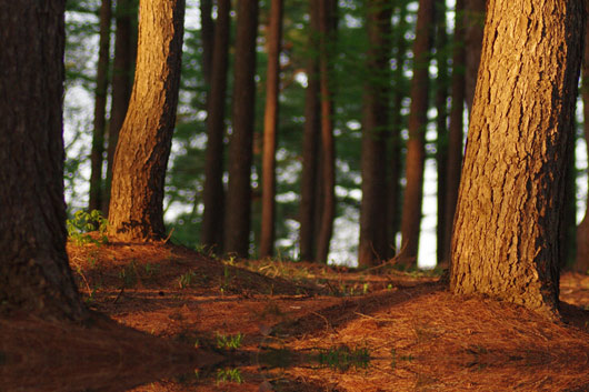 Tourisme landes forêt de pins des landes